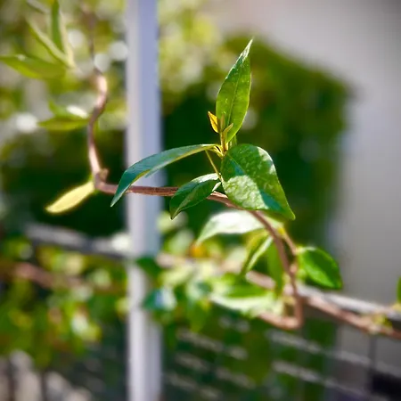 Budget Retreat & Otel *