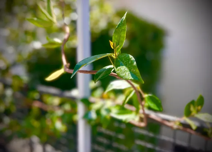 Budget Retreat & מלון *